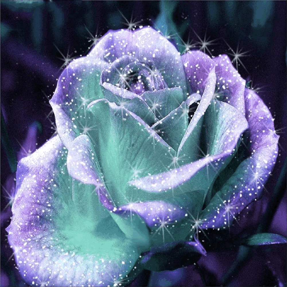 0005 Rose