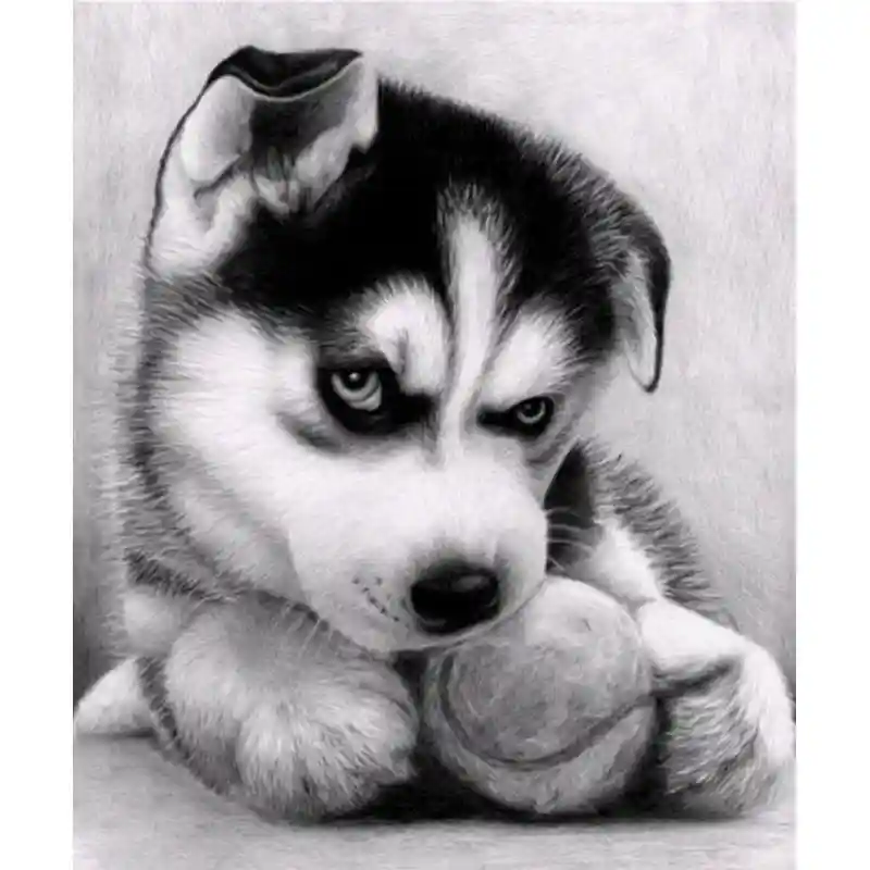 0030 DOG