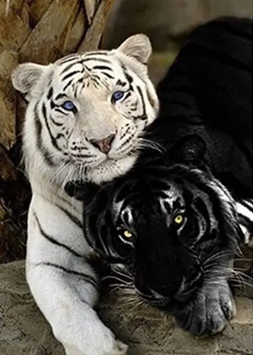 3063 Tigers