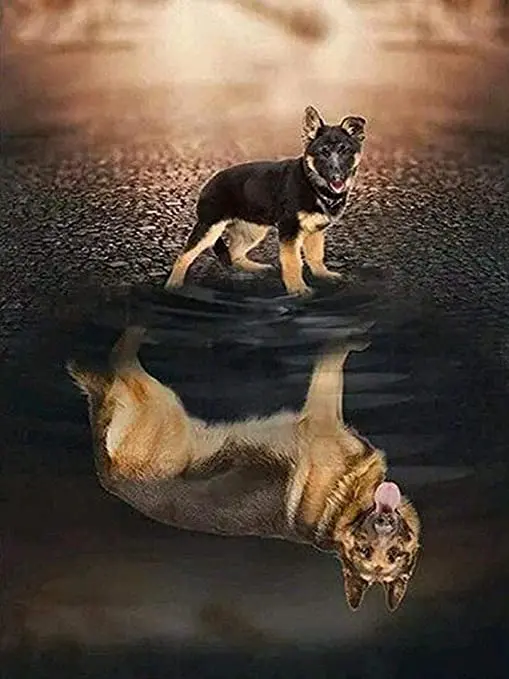 3317 Dog