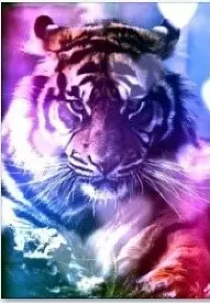 1025 Tiger