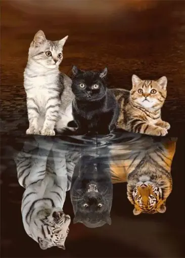 0168 Cat Reflection