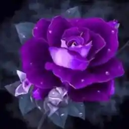 0007 ROSE