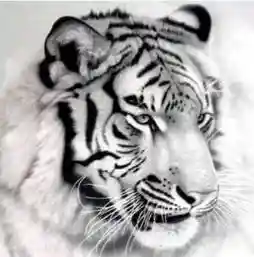 0017 TIGER