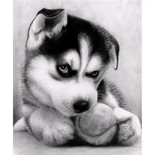 0030 DOG