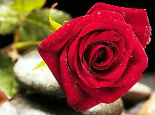 [QQ231] 0046 Rose