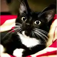 0048 CAT