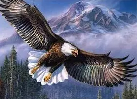 0072 Eagle