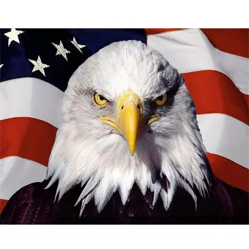 [LY176] 0236 Eagle