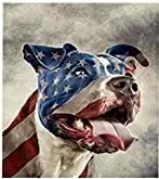 1145 FLAG DOG