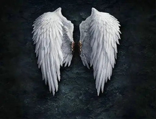 17170181 Wings