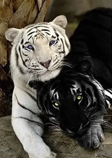 3063 Tigers