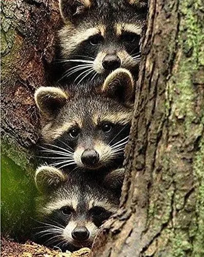 3120 Raccoon