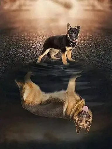 3317 Dog
