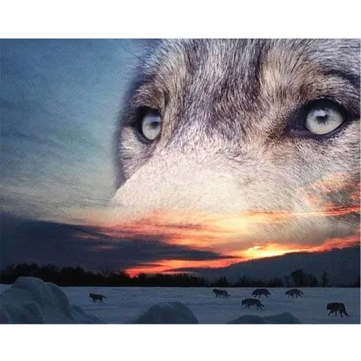 [LY331] 3397 Wolf